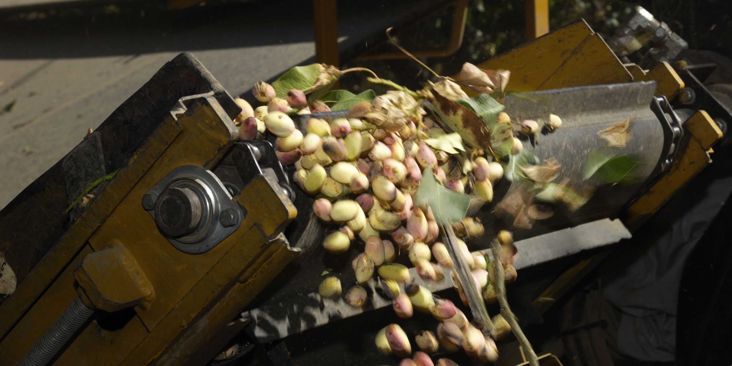 Fresh-hulled pistachios moving through harvest machinery