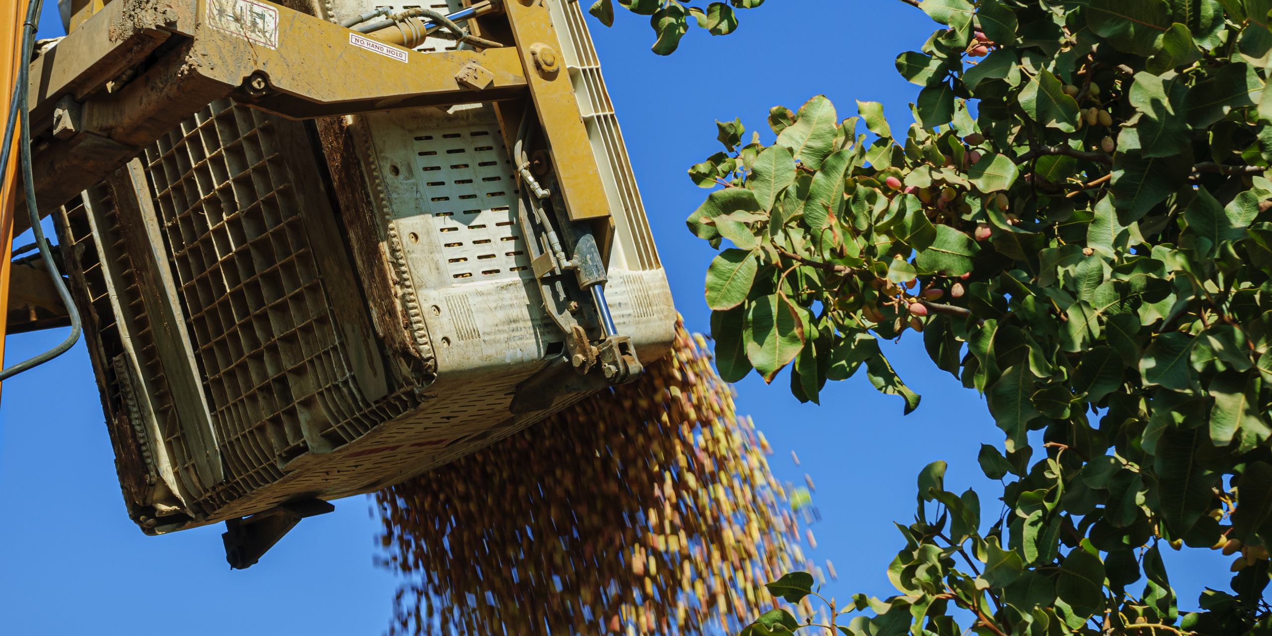 Pistachios streaming from a harvester bin beside a laden pistachio tree