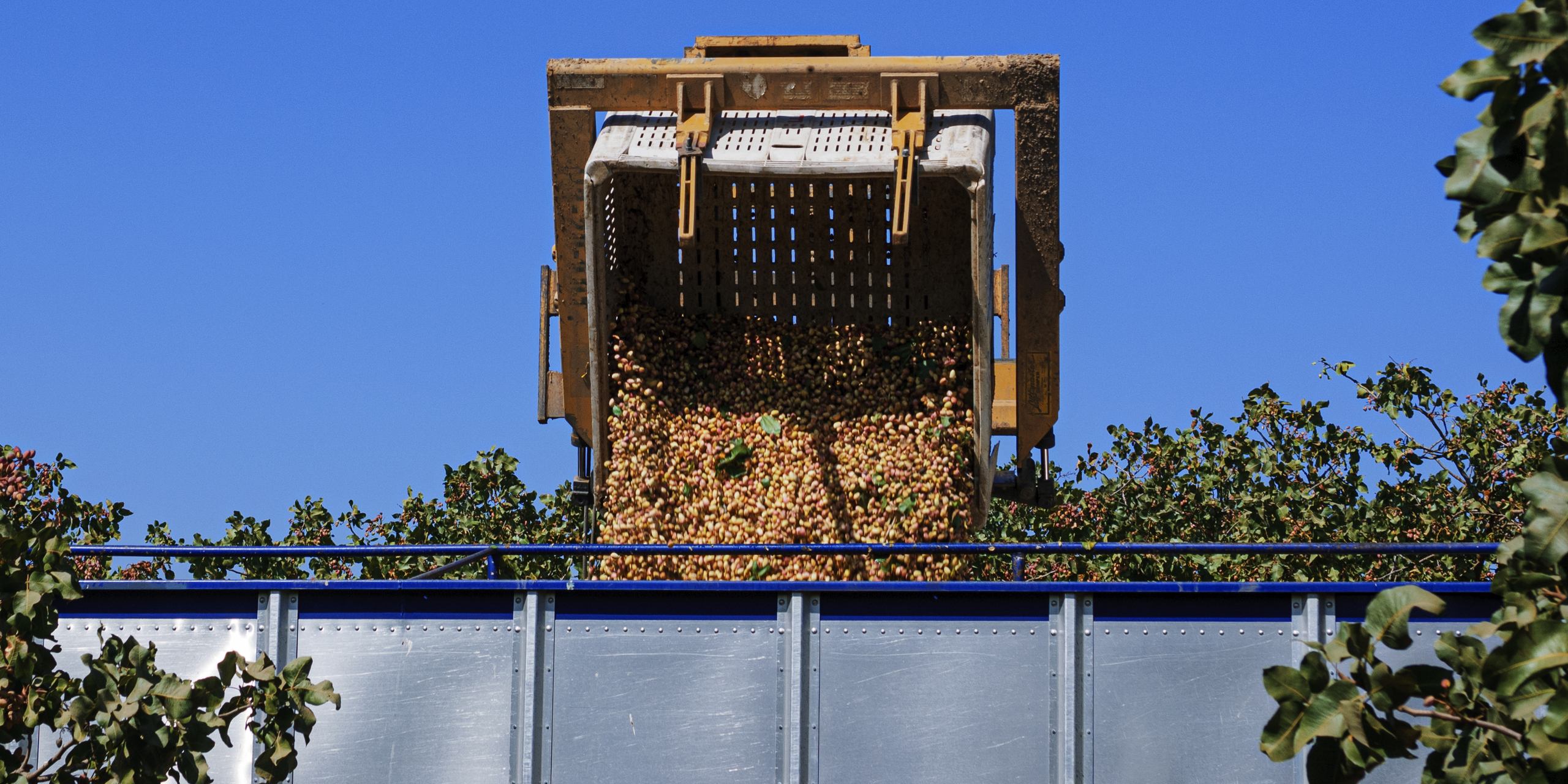 Harvested pistachios pouring from a harvester bin into a transfer trailer