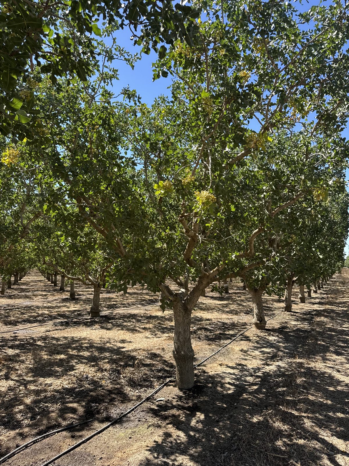 Oliveira