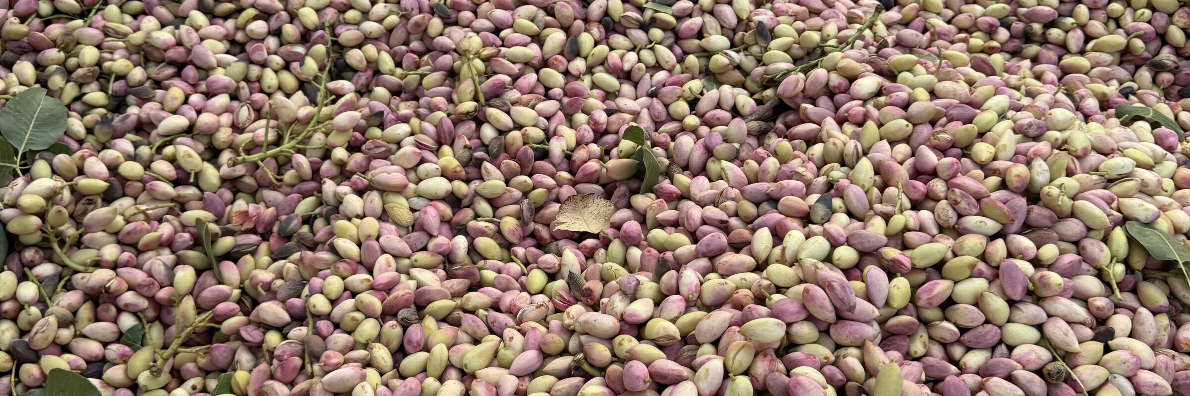 PistachioSt orchard