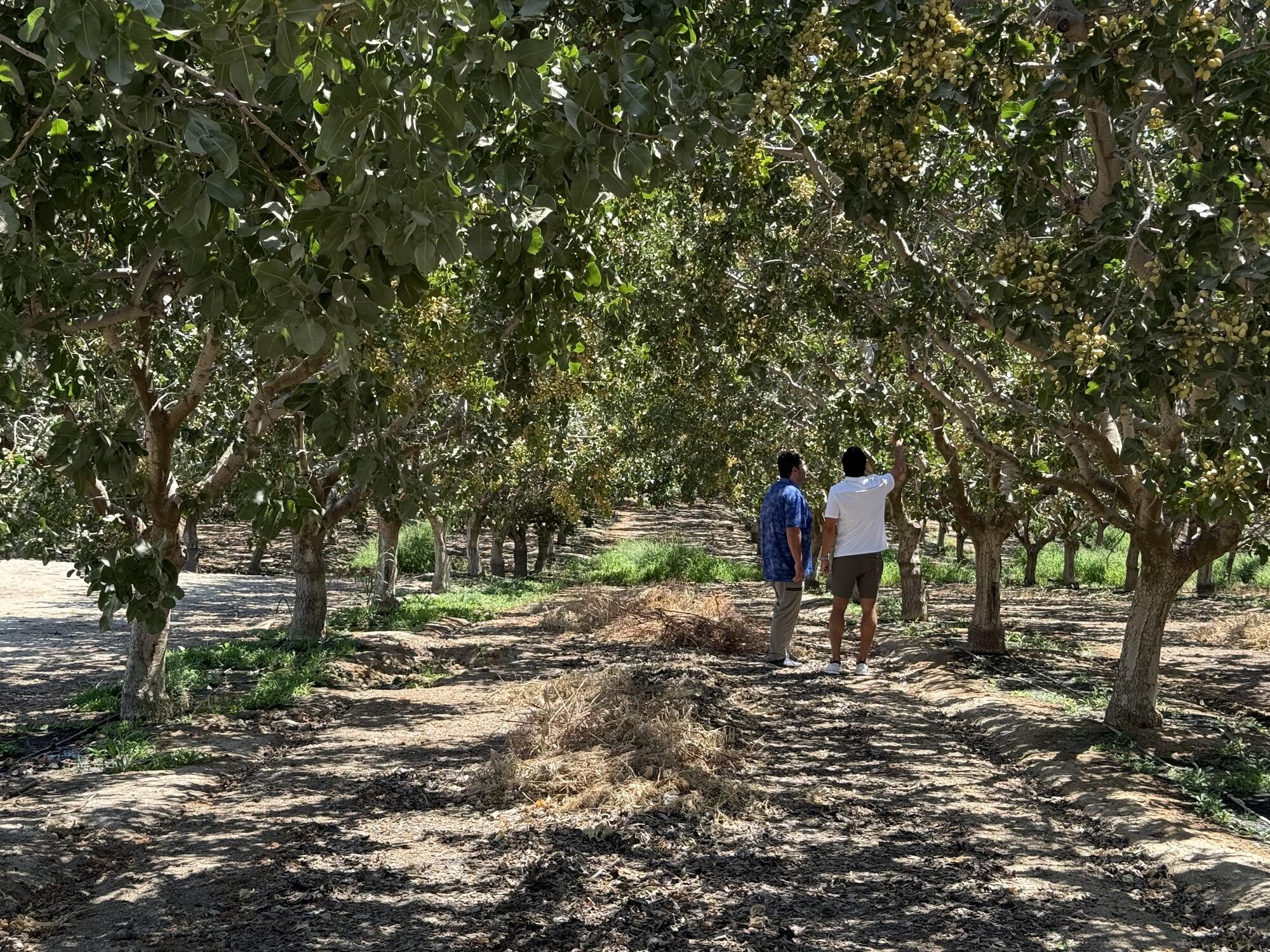 Rows of pistachio trees in a PistachioSt orchard